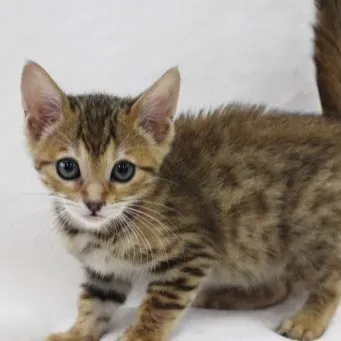 ミックス 猫 ブリーダーから運命の子猫を見つける！失敗しない選び方と秘訣【決定版】